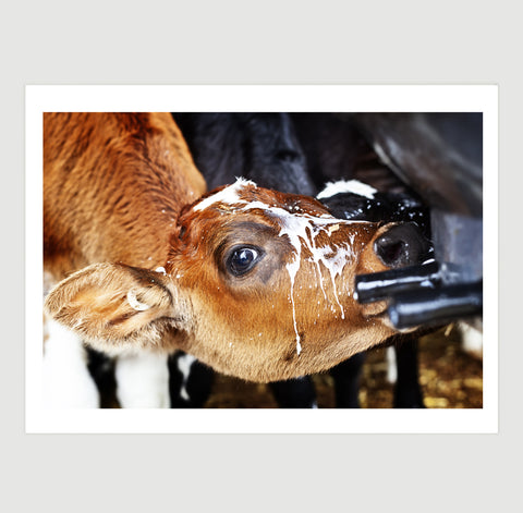 Calf Feeding