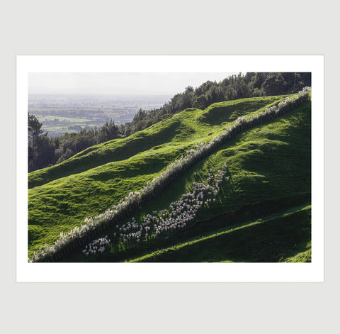 Sheep on hillside