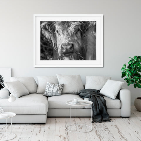 Highland Cow Close Up B&W