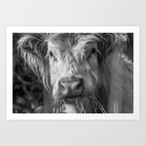 Highland Cow Close Up B&W