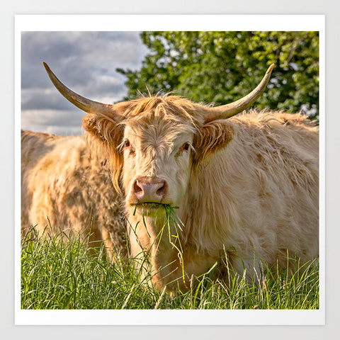 Highland Cow Sunset