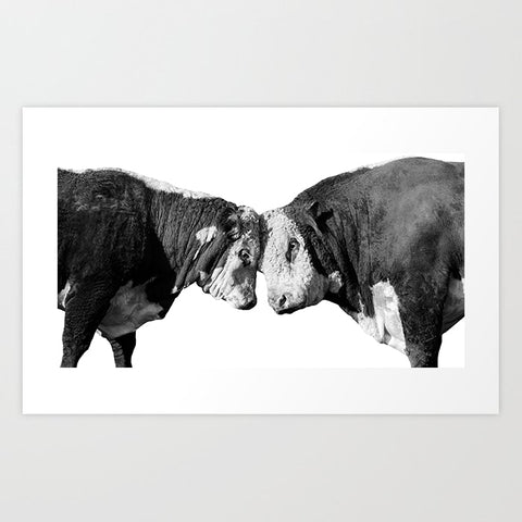 Black and White Bulls